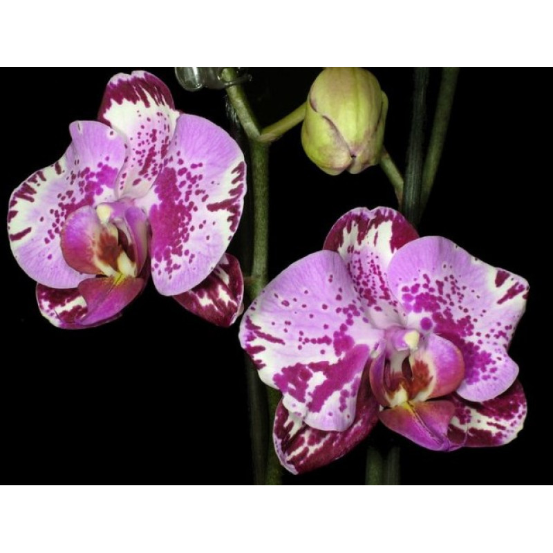 Догги стиліндегі қыздың порнофотосуреттері Орыс үйдегі блять